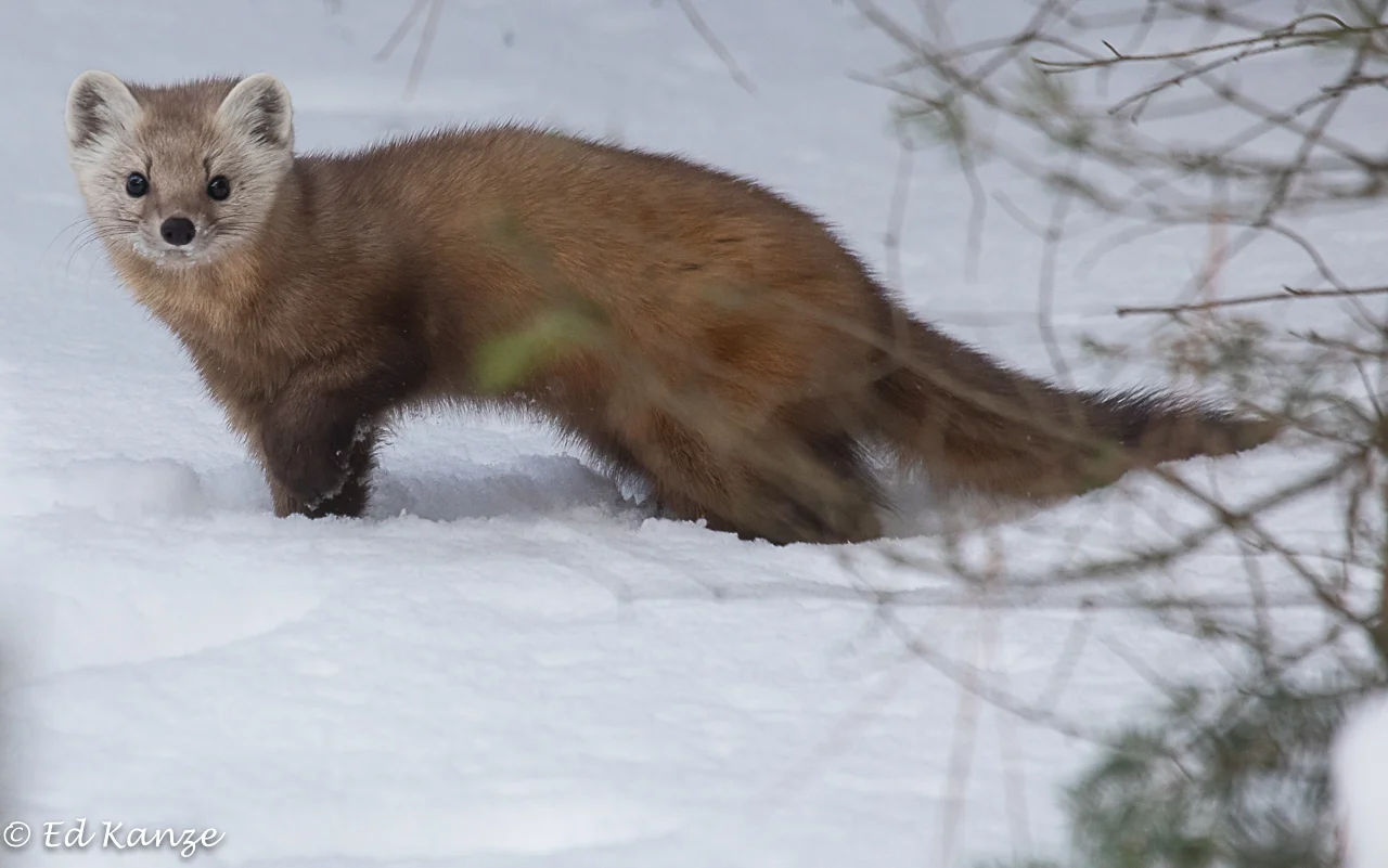 Marten 3.jpg