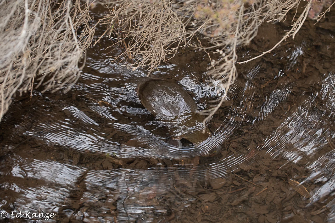 Platypus 4.jpg