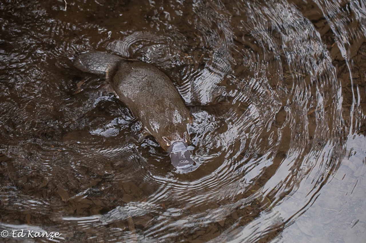Platypus 7.jpg