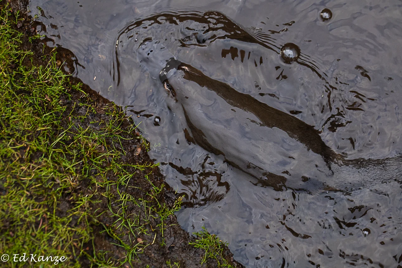 Platypus 8.jpg