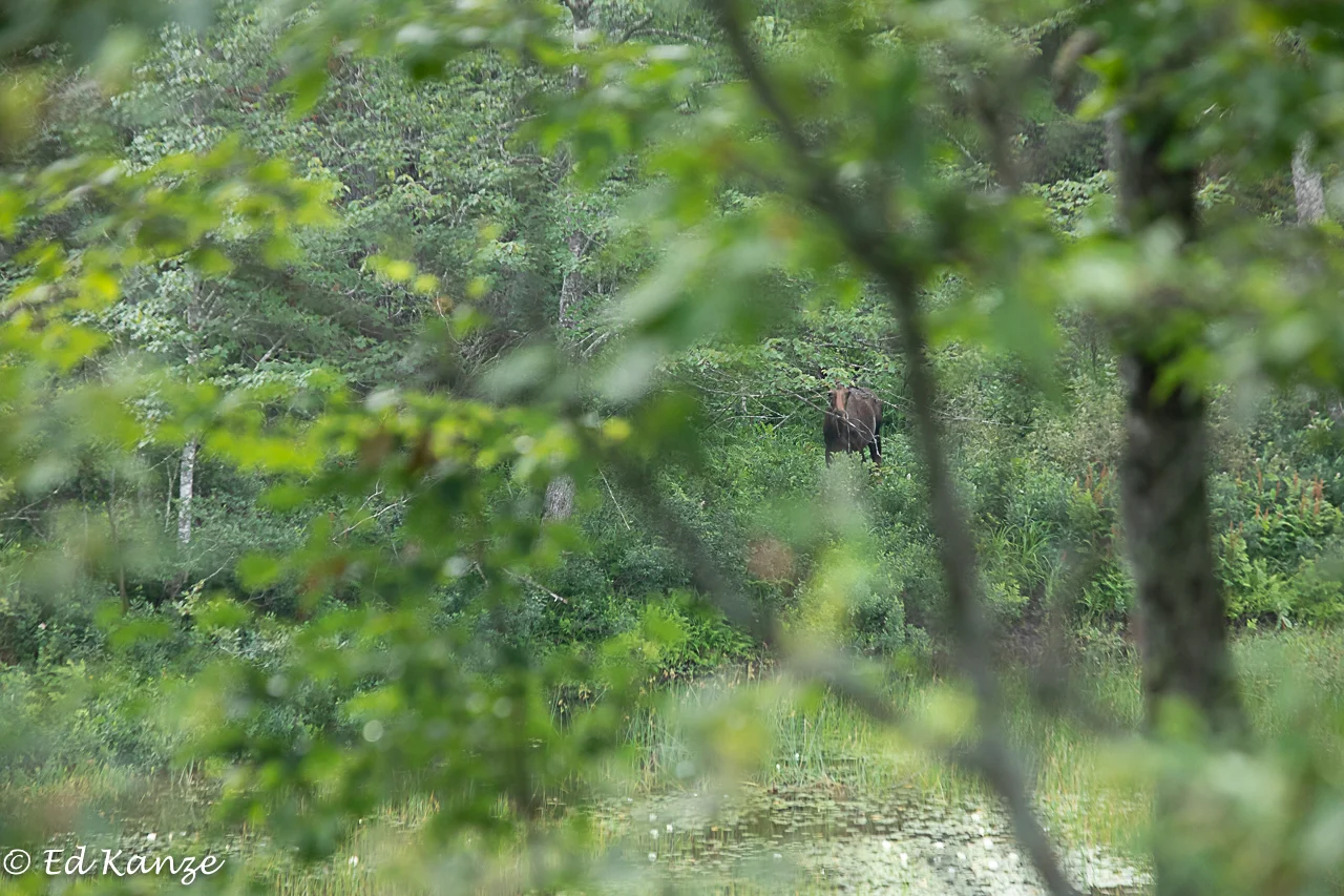 Moose glimpse.jpg