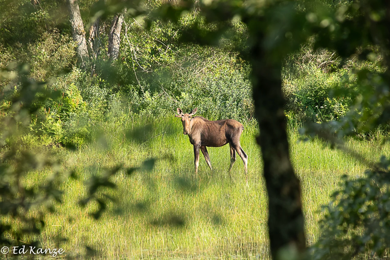 Full moose_.jpg