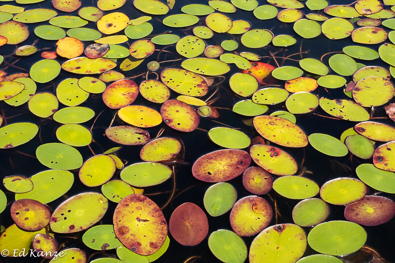 Grass Pond water shields.jpg