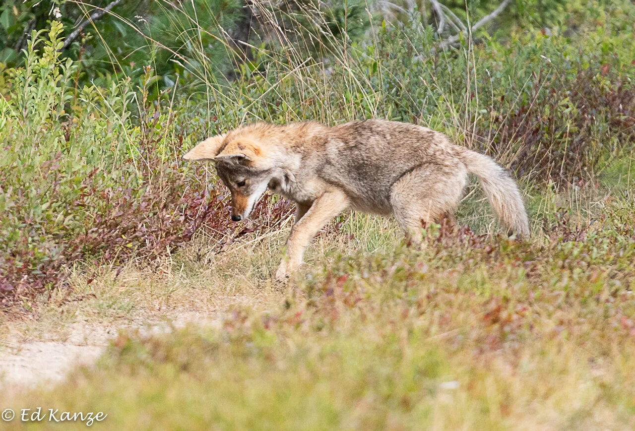 A coyote pup hunting for grasshoppers