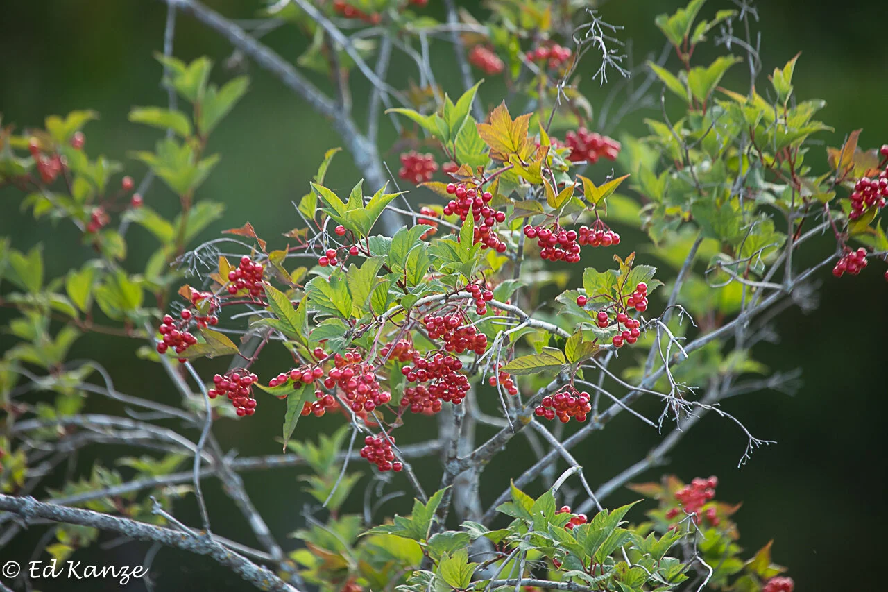 Cranberry viburnum fruits