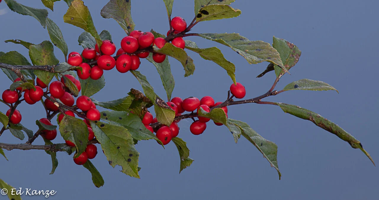 Winterberry holly fruits abound this year