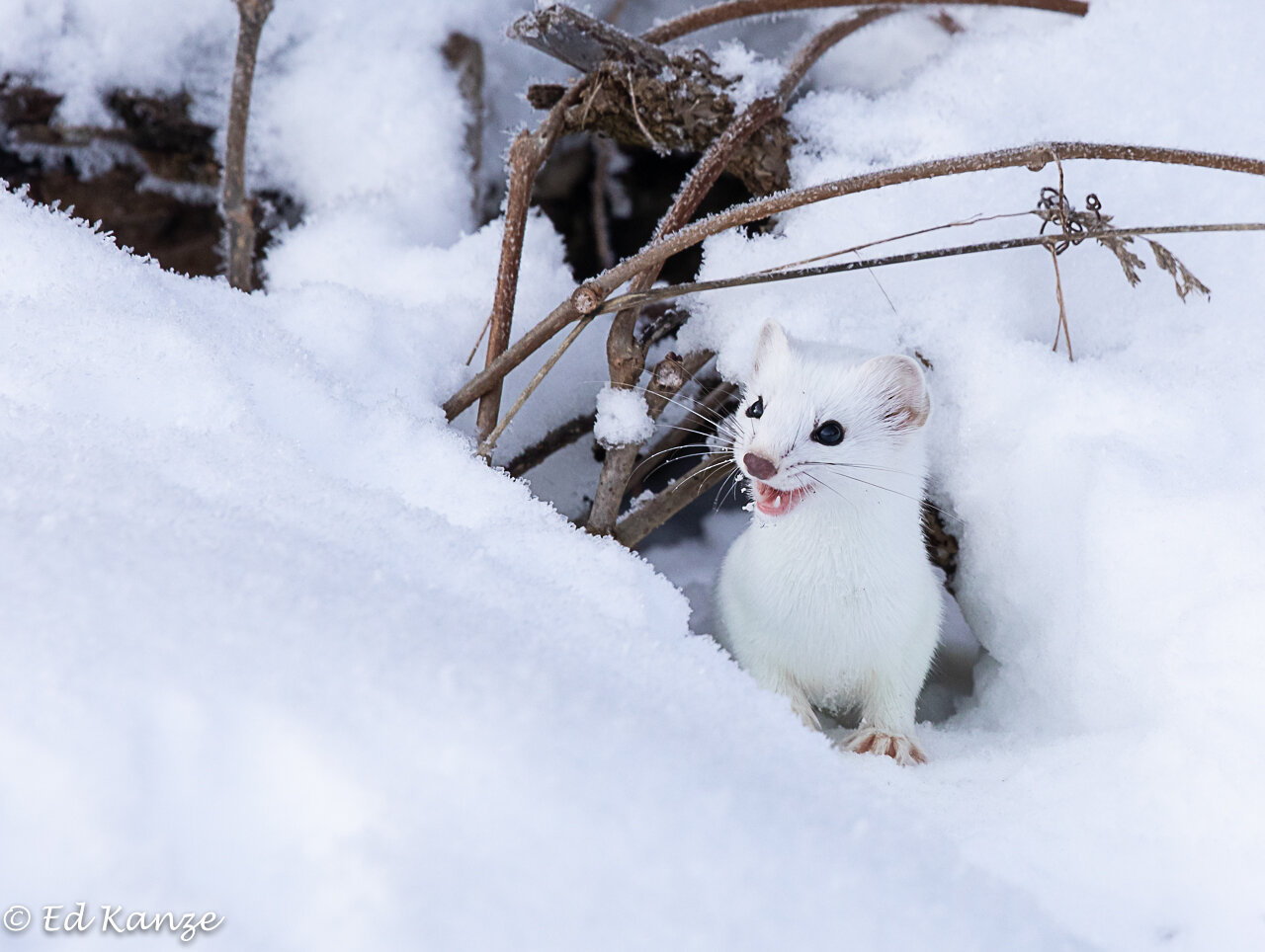 Weasel - A Wiki of Ice and Fire