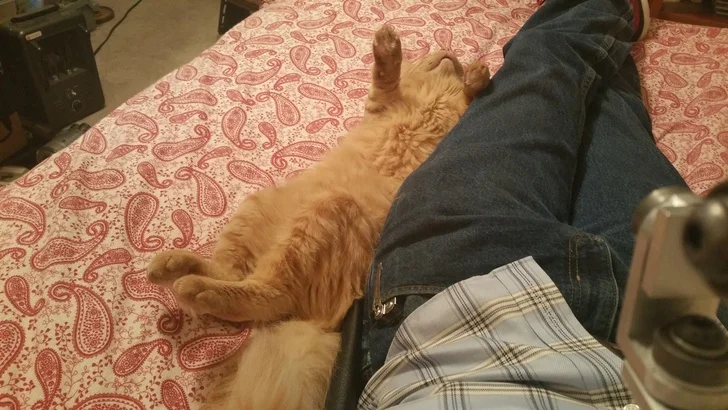 Bonus Cat!