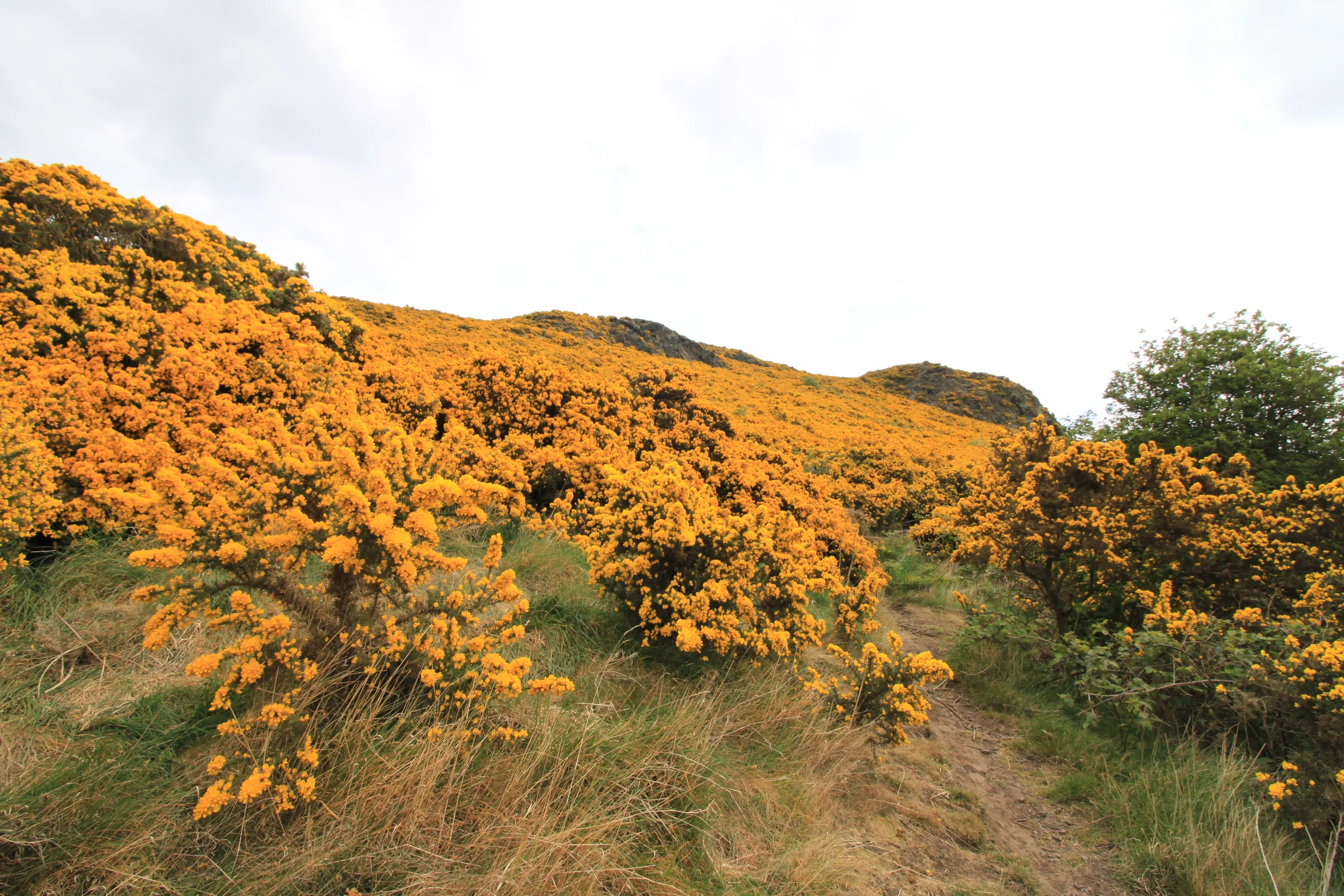 A walk in Holyrood Park