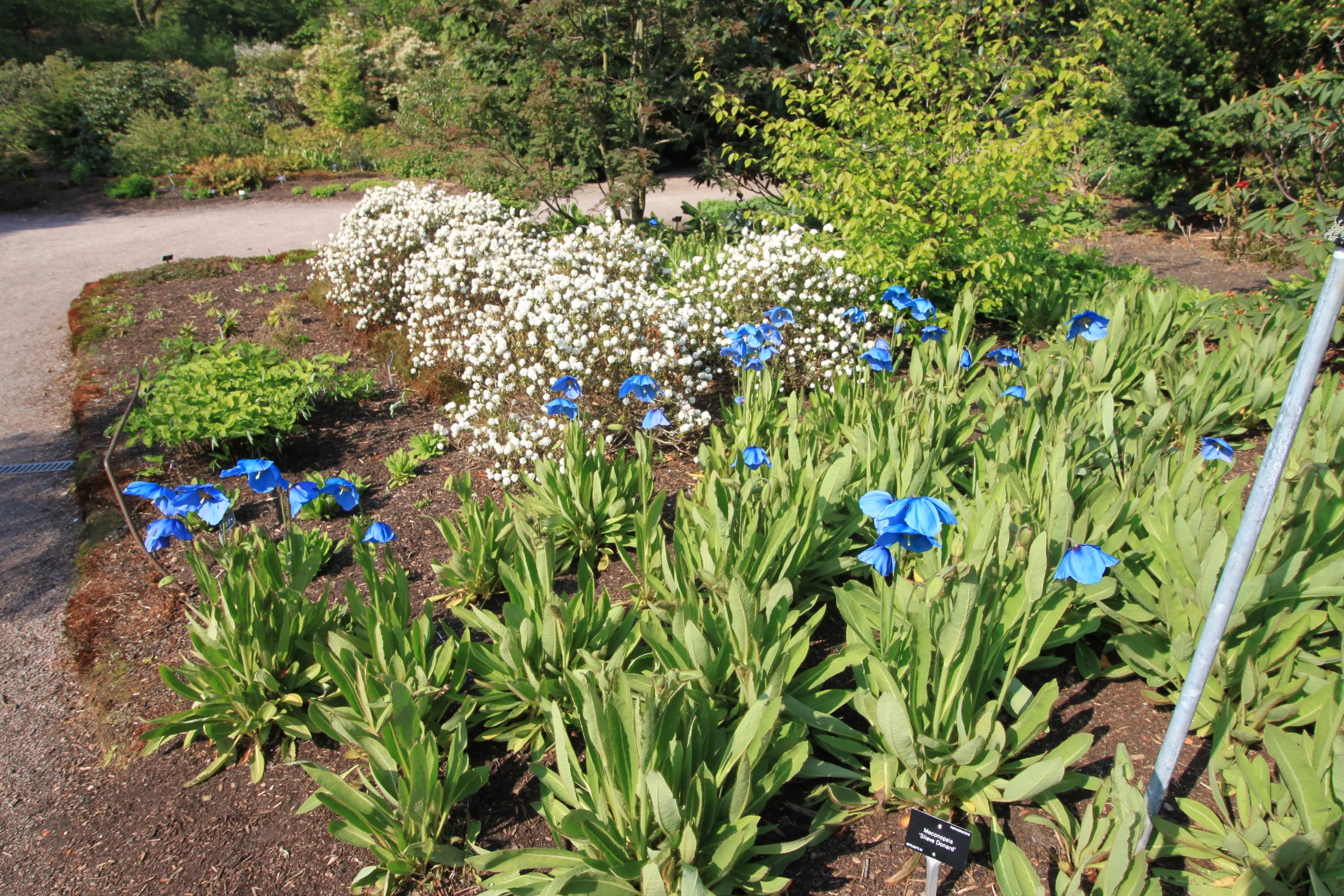 Blue poppies in bloom at Royal Botanical Garden