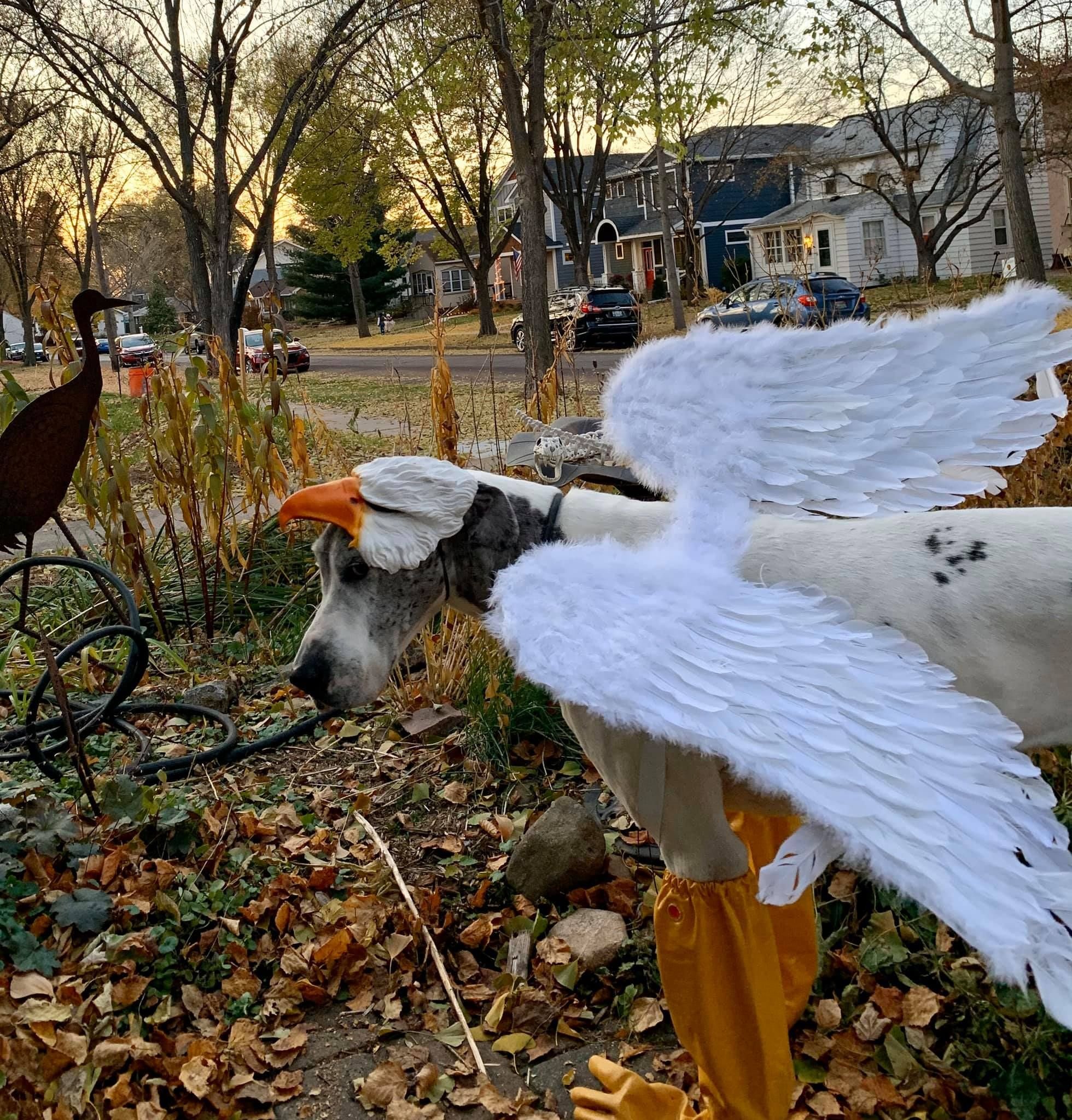 Hogwarts — Buckbeak