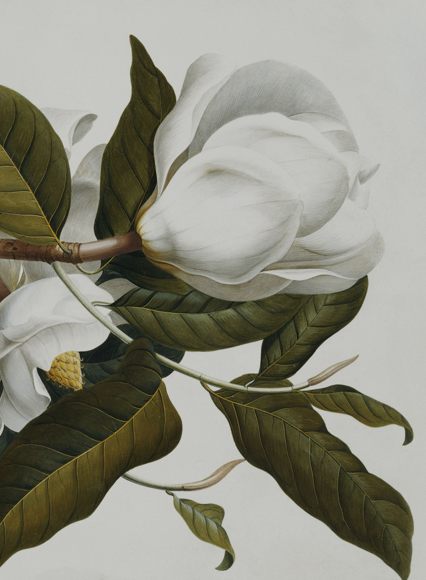 magnolia2.jpg