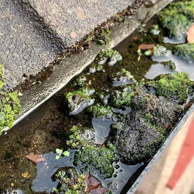// Its that time of year again. The bad weather, rain and wind cause your gutter to block and fill up // contact us for a quotation on cleaning out your gutters // #windowcleaning #professional #emeraldcleaninggroup #PVCcleaning #guttercleaning #ware