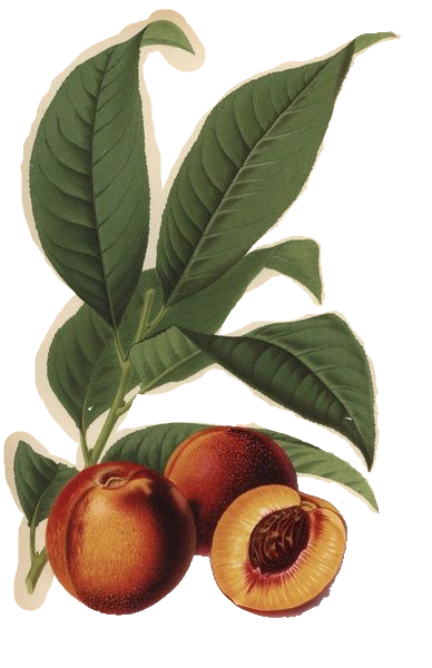 Nectarine.png