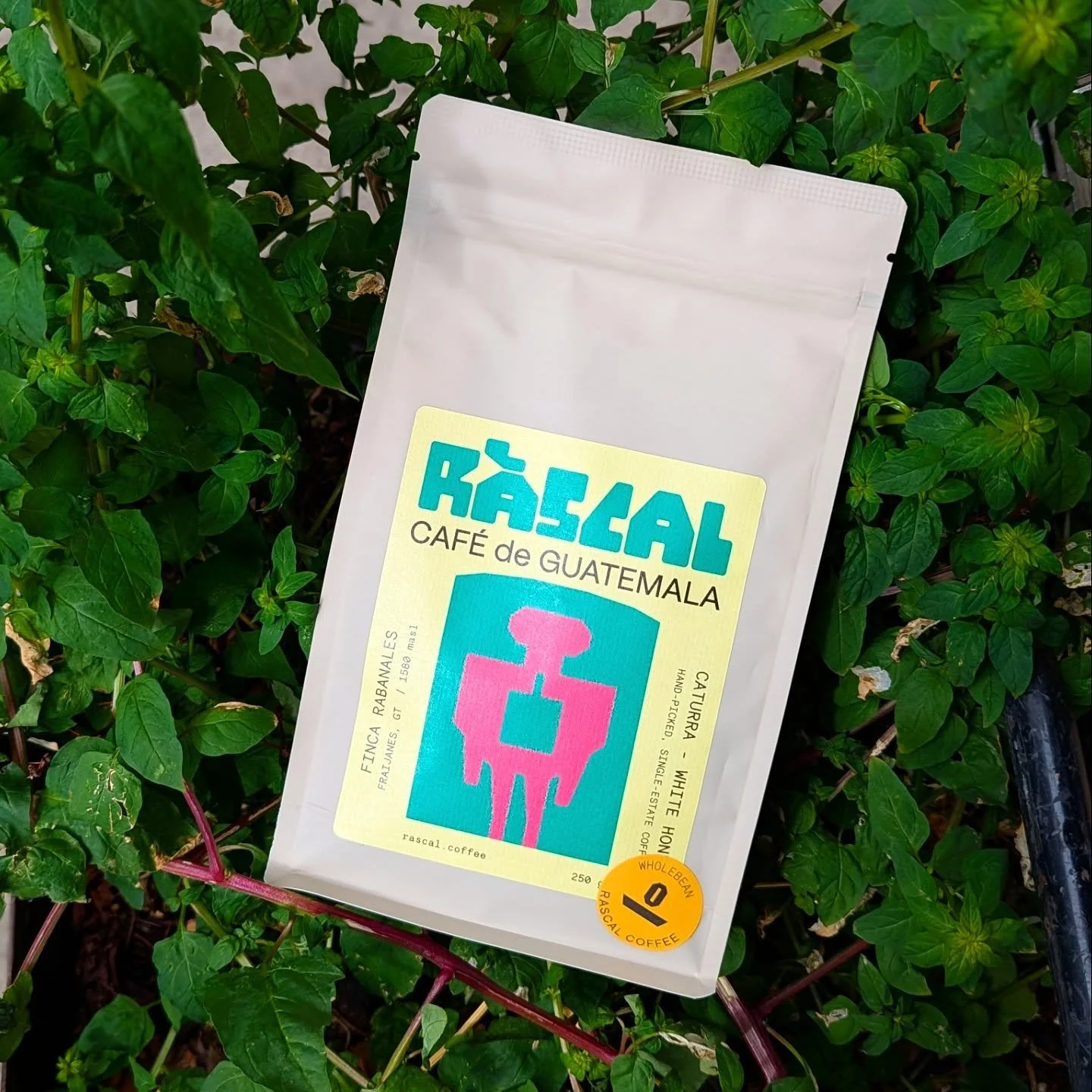 @rascal.coffee is back ! We simply adore them x

#specialtycoffee #londoncoffee