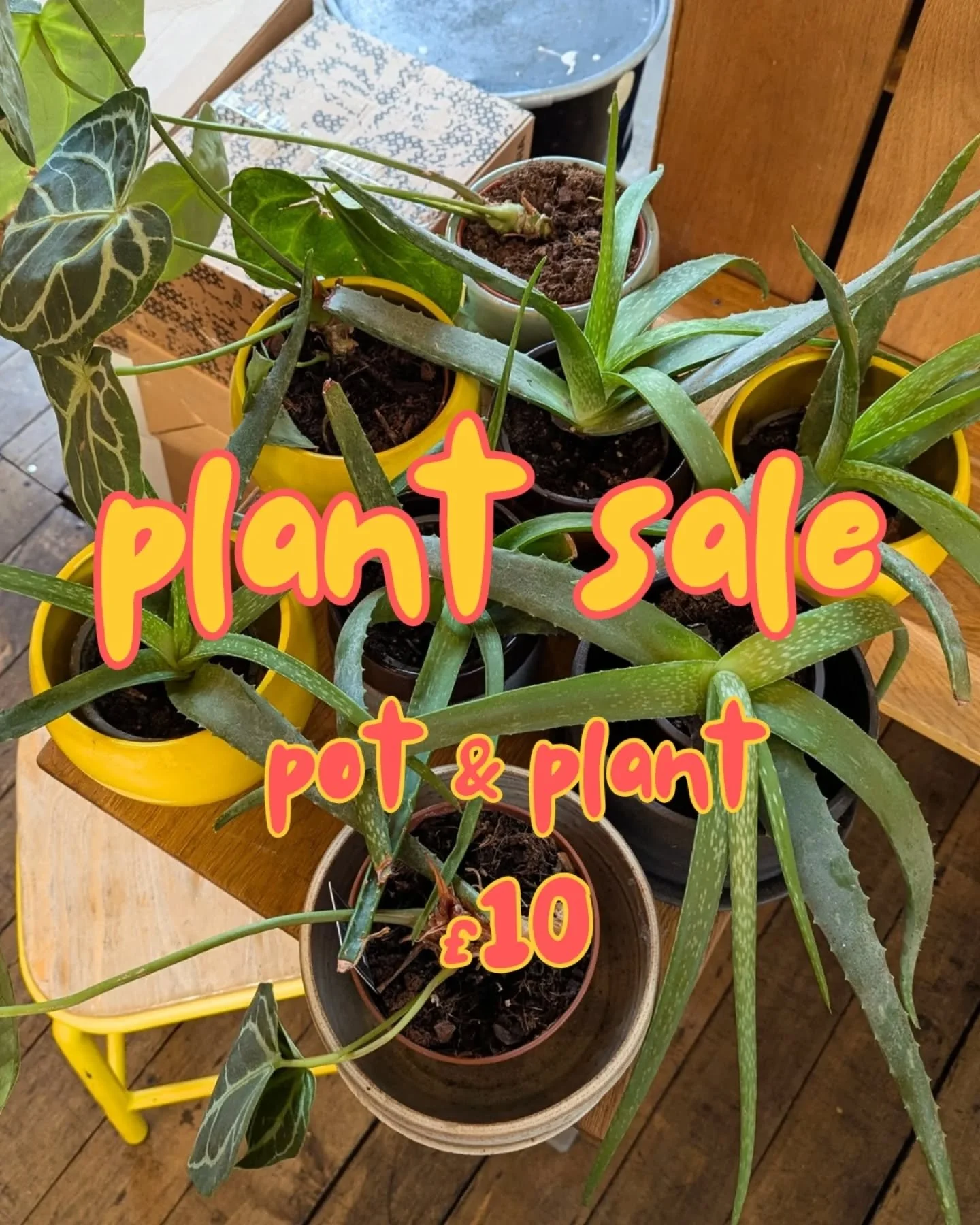 🌱GREEN FRIDAY🌱

these plants need a loving home 🏡 they're not getting the attention they deserve here so we're doing an offer of &pound;10 for the plant AND pot - yeehaw ! there are still lots of plant pals looking for their soil mates 🪱

#plants