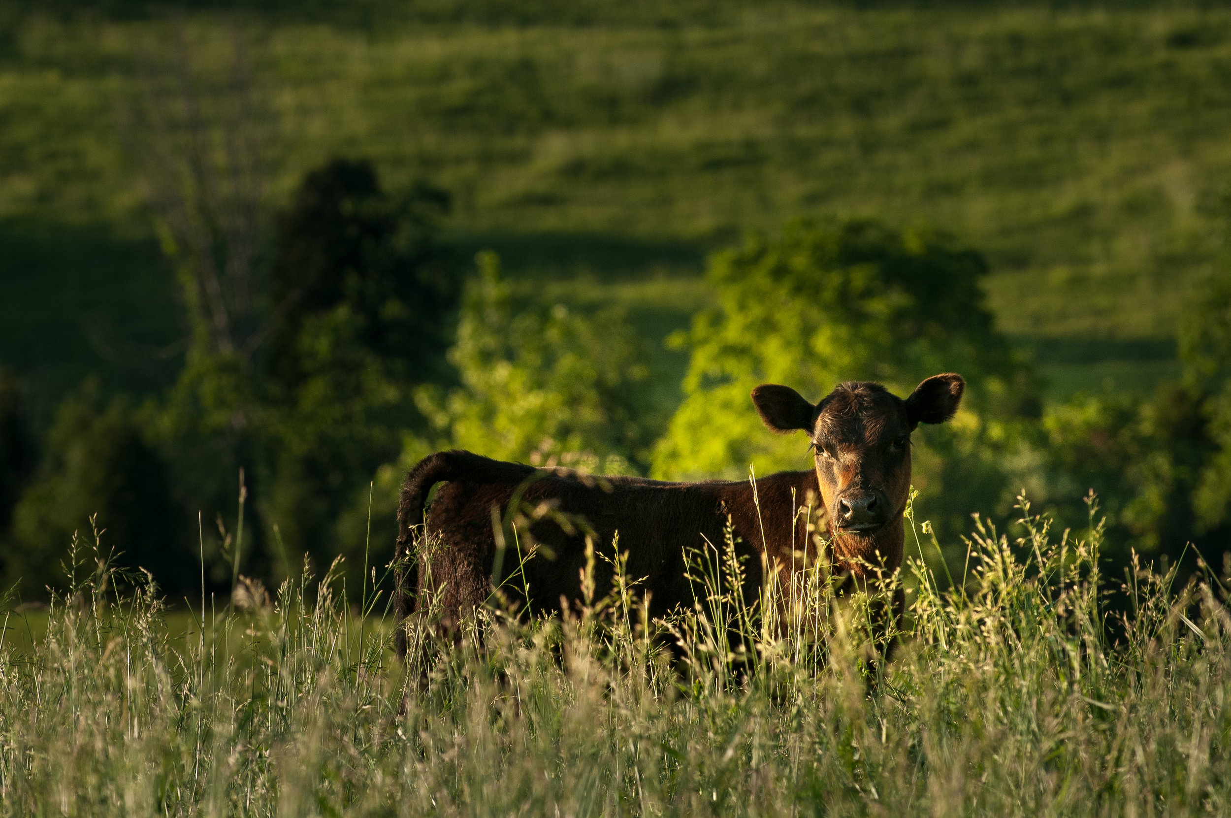 Maplecrest 060109-5509-Edit.JPG