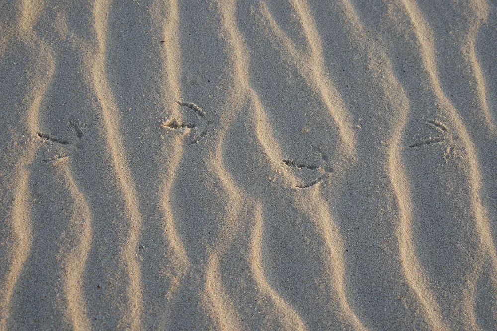 _DSC3821.jpg