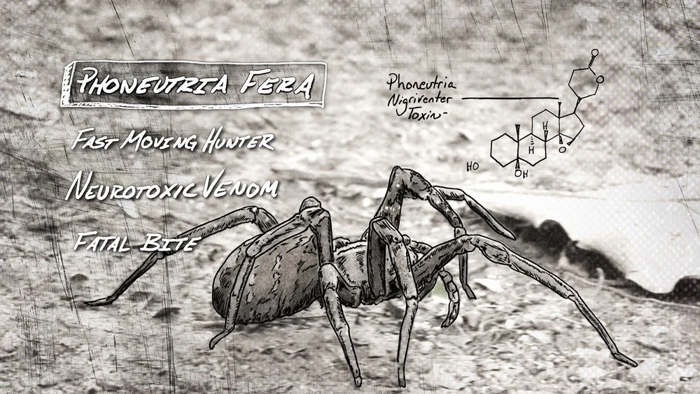 SPIDER+SHOT.jpg