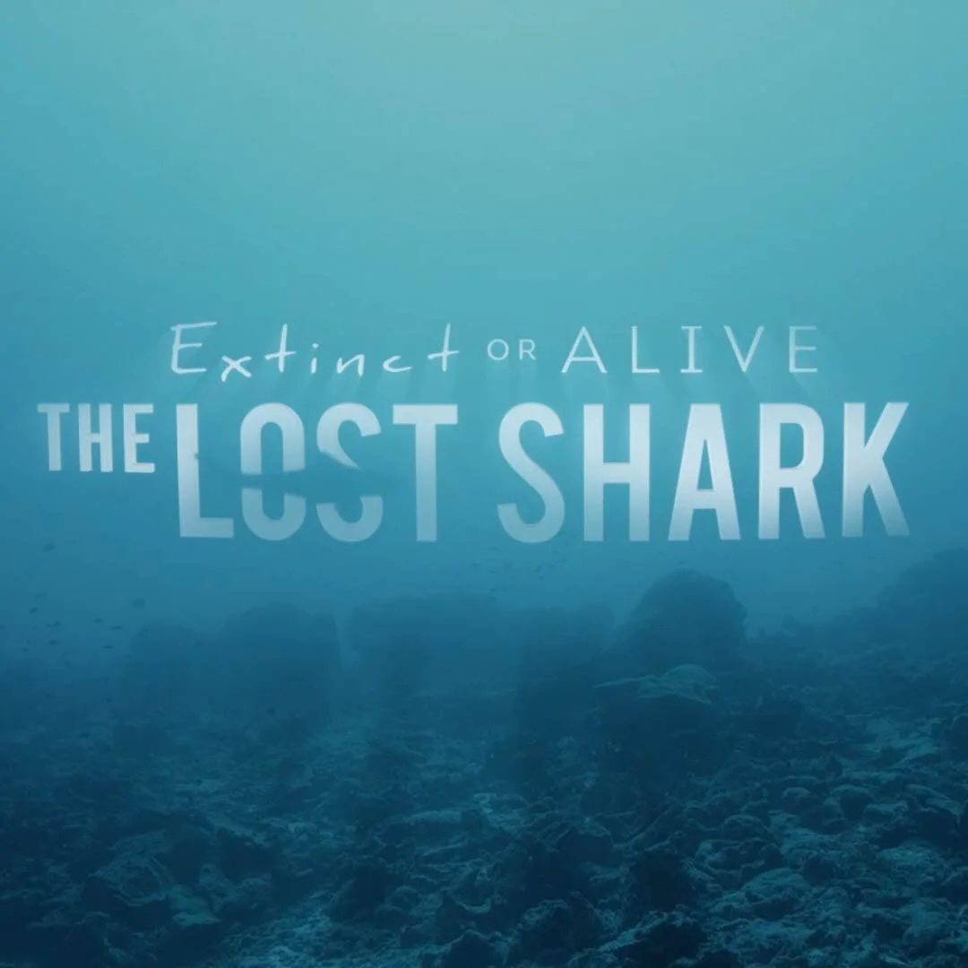 1x1_THE LOST SHARK.jpg