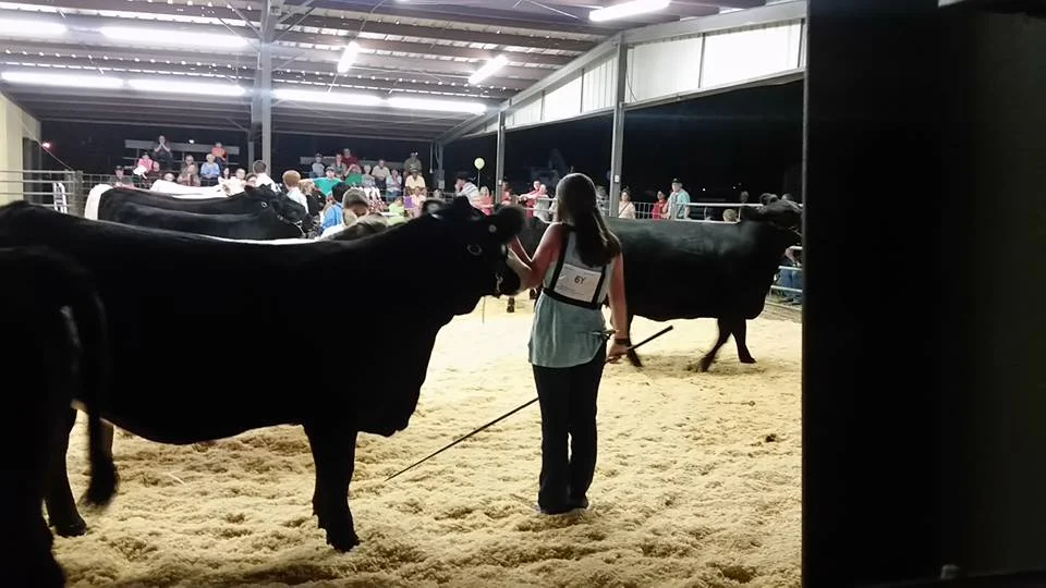 Heifer Show 2016-1.jpg