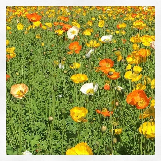 S🌼P🌼R🌼I🌼N🌼G is nearly here in Aus! The days are getting longer, chilly crisp mornings are getting slightly warmer, and the SUN looks like it&rsquo;s here to stay! Get amongst it! Happy Sunday, folks!