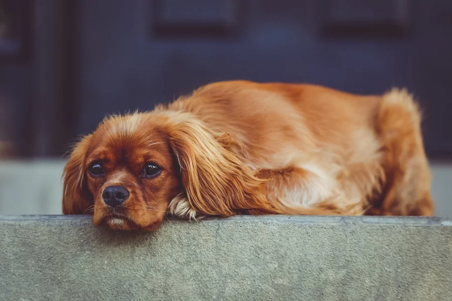 Don't make the puppy sad... find your KPIs