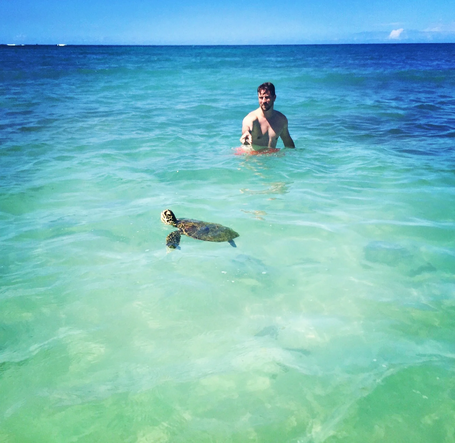 "Honu" is Hawaiian for turtle.&nbsp;