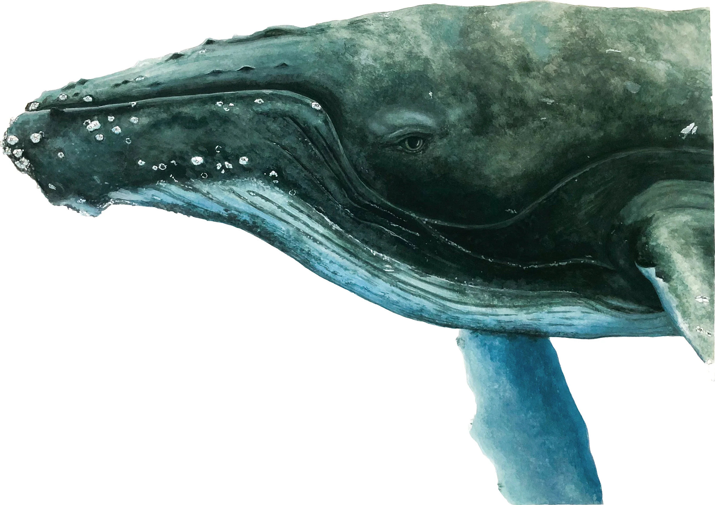 Humpback Whale - Commission