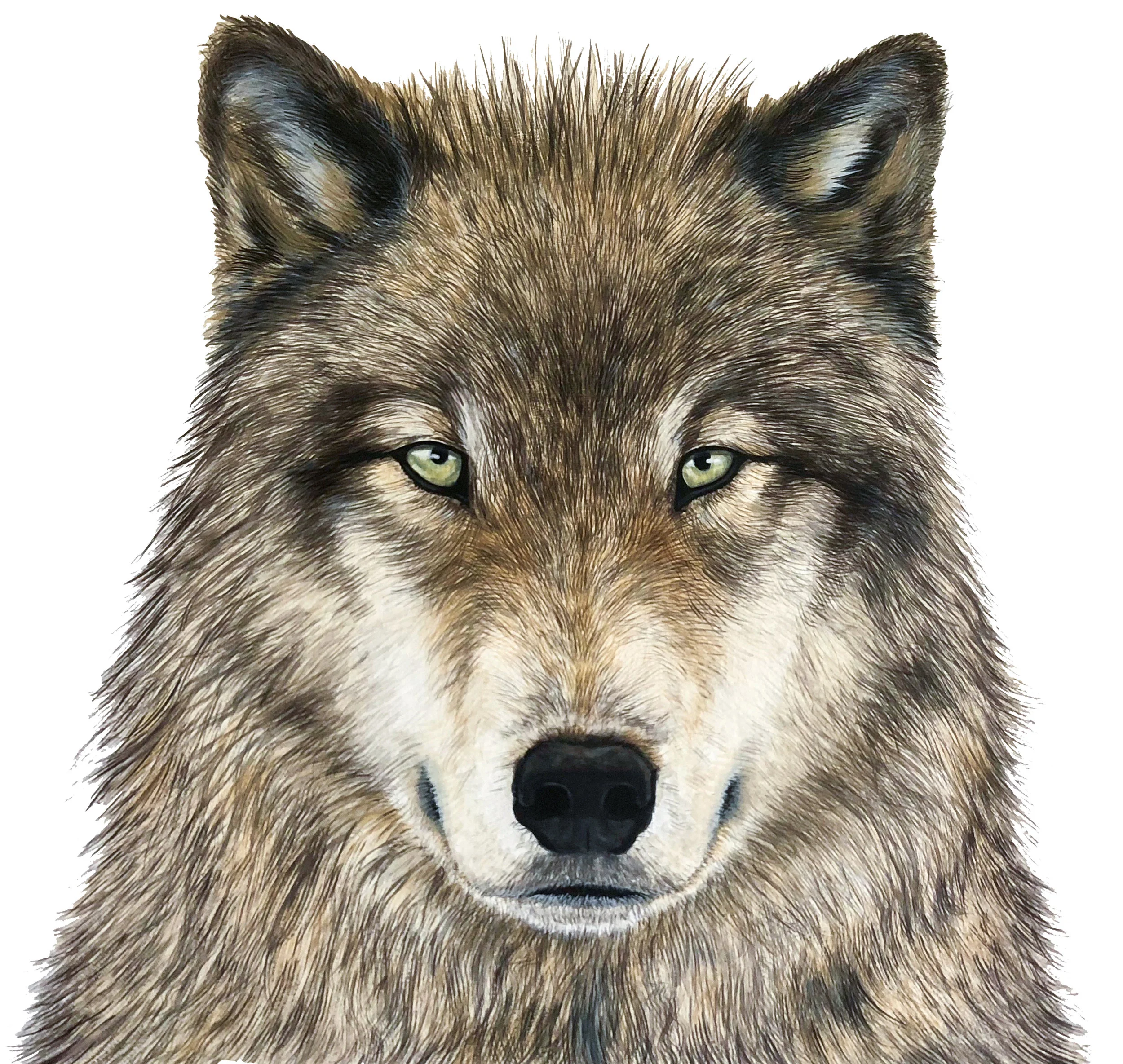 Wolf - Commission