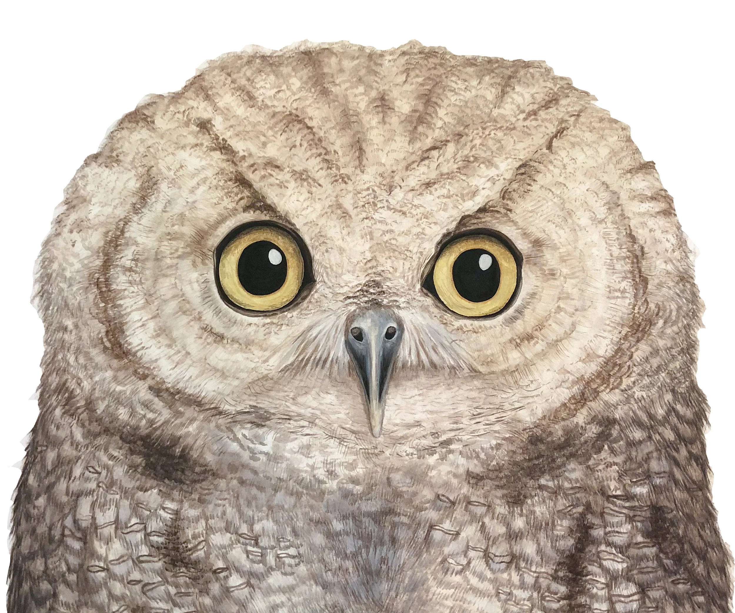 Owl - Commission