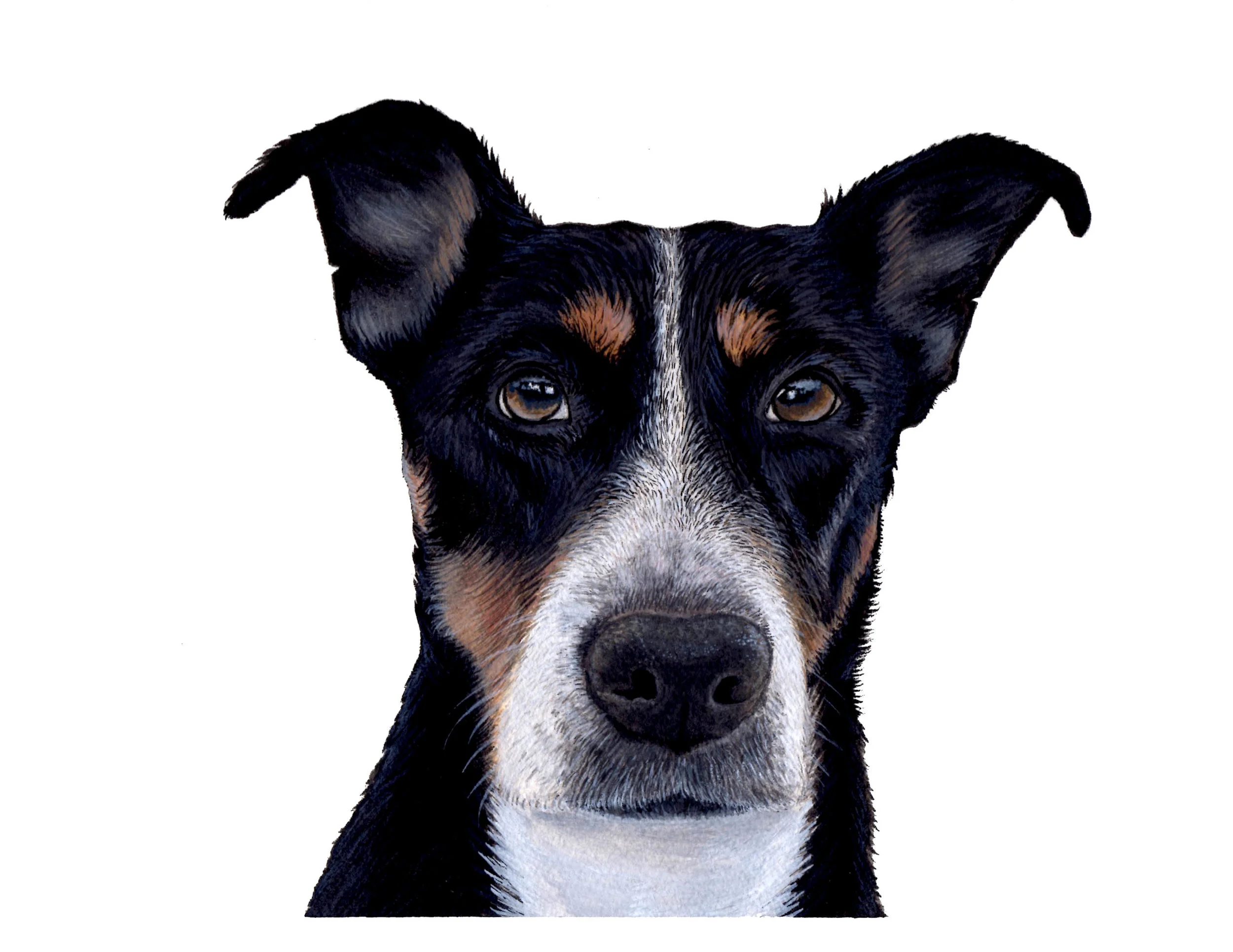 Lola - Commission