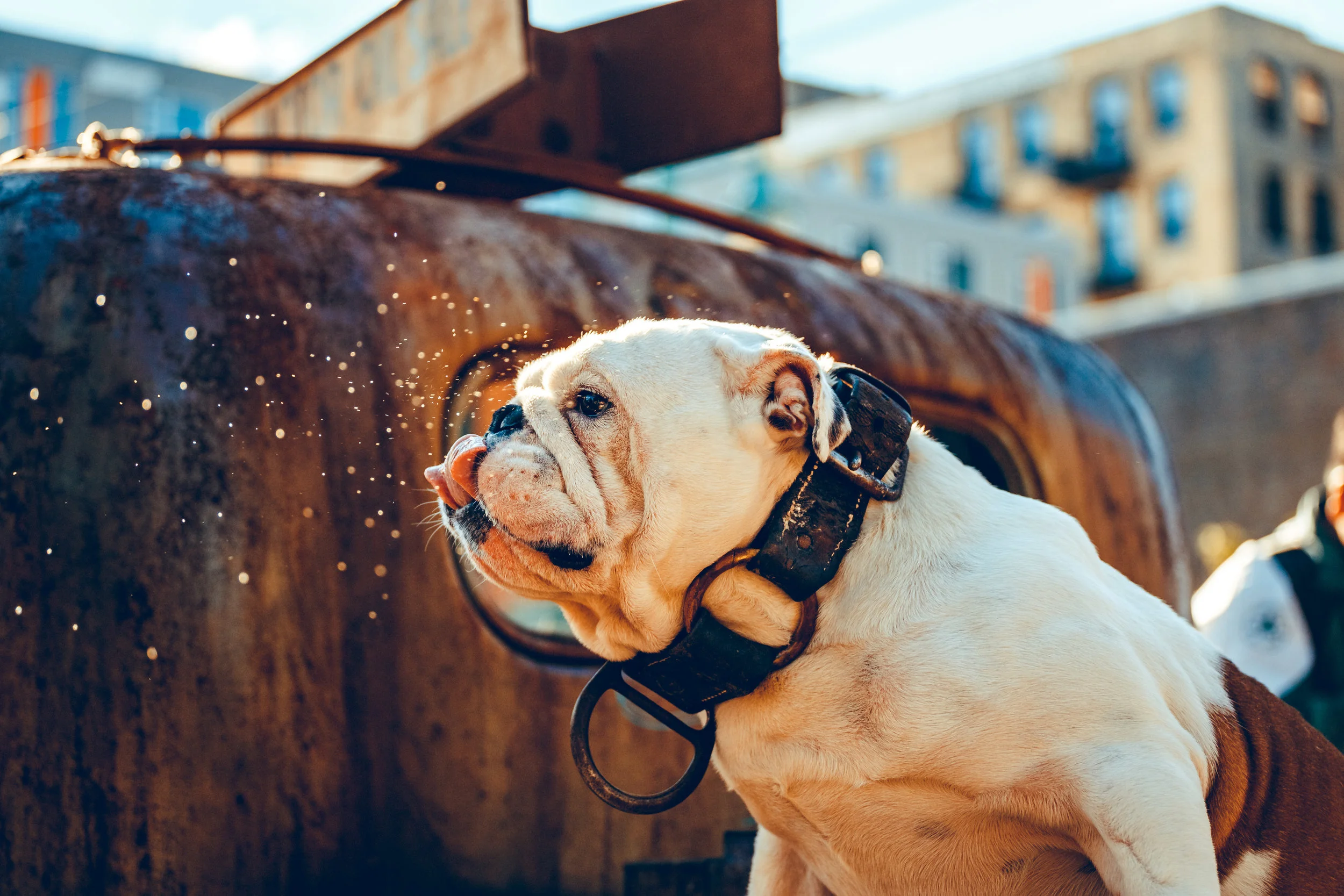 bulldog truck-2.jpg