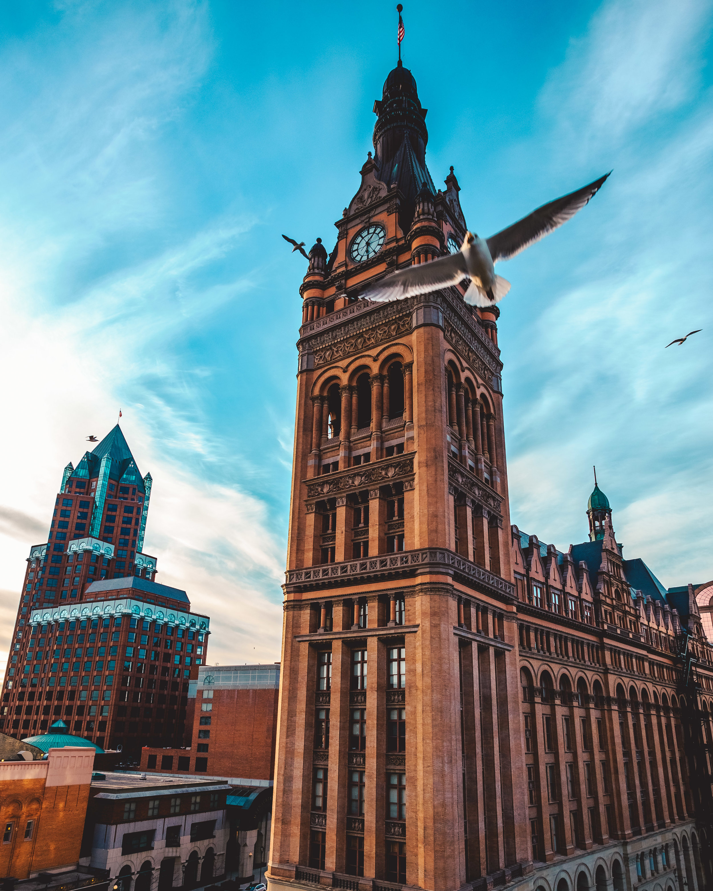 city hall seagull photobomb.jpg