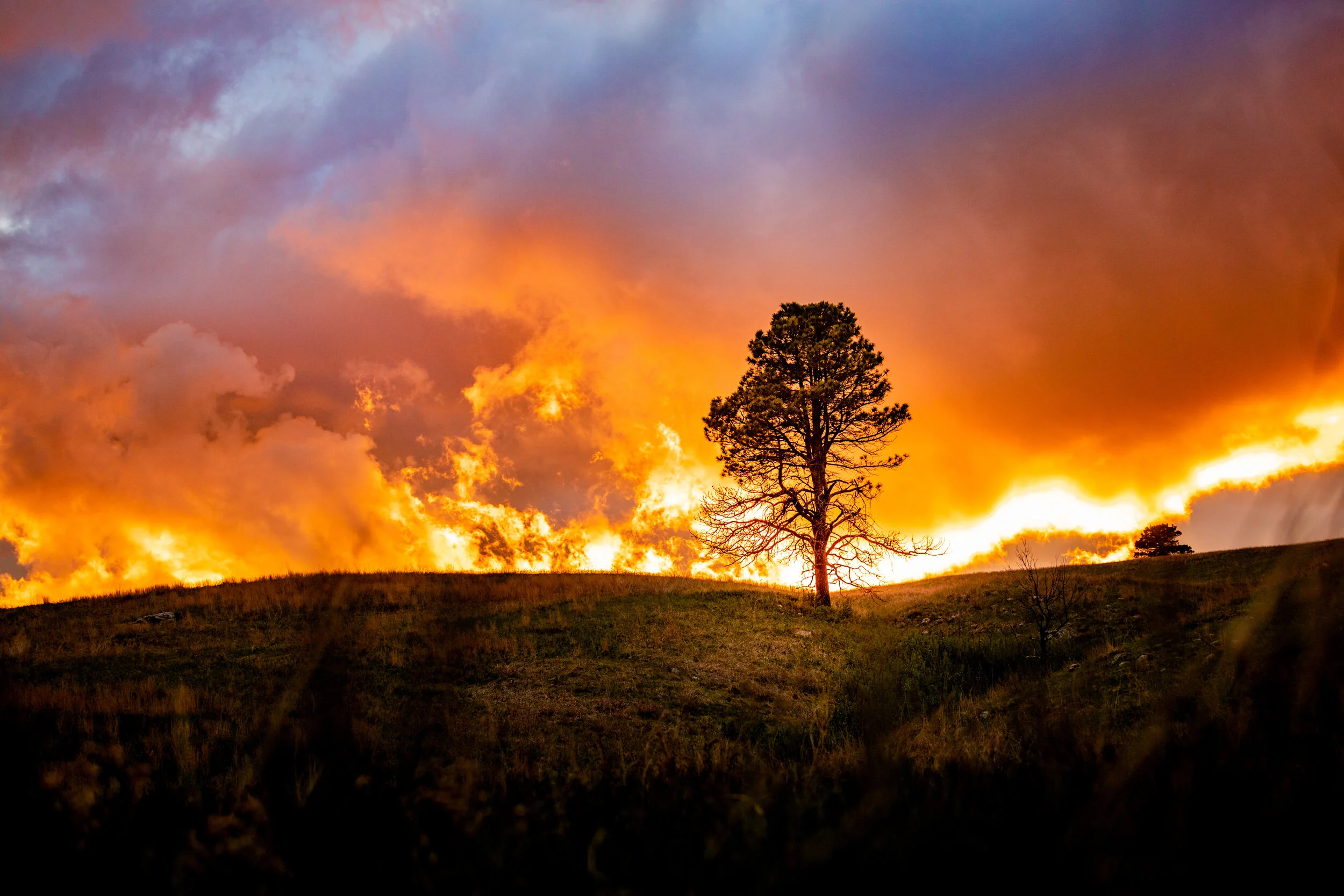 Solitary Tree in Custer.jpg