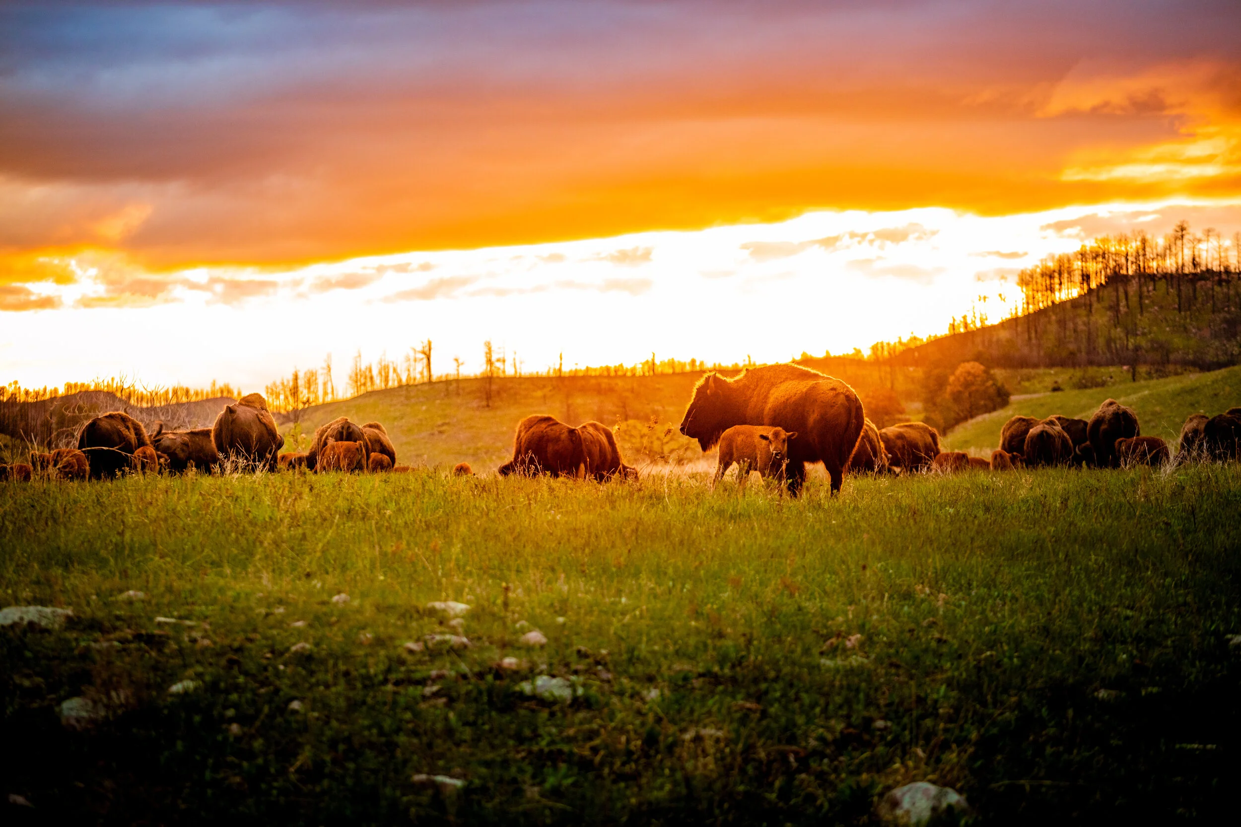 Buffaloes of Custer State Park.jpg
