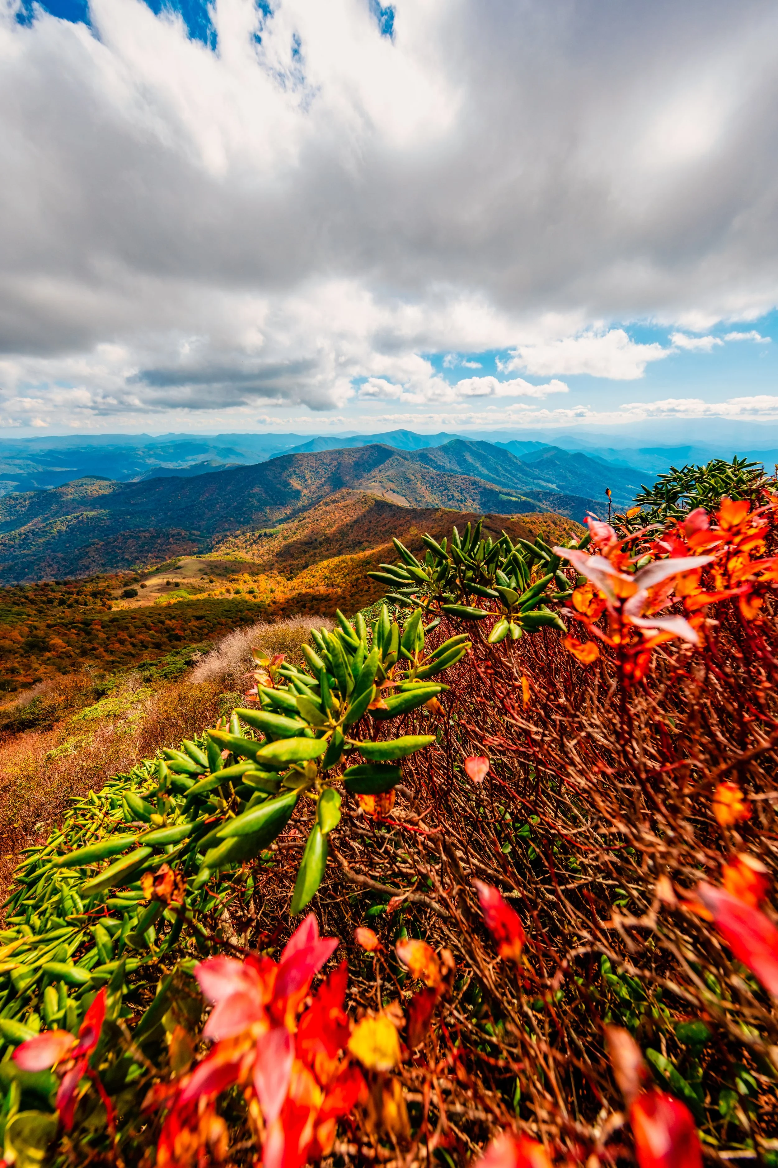 Roan Mountain-61.jpg