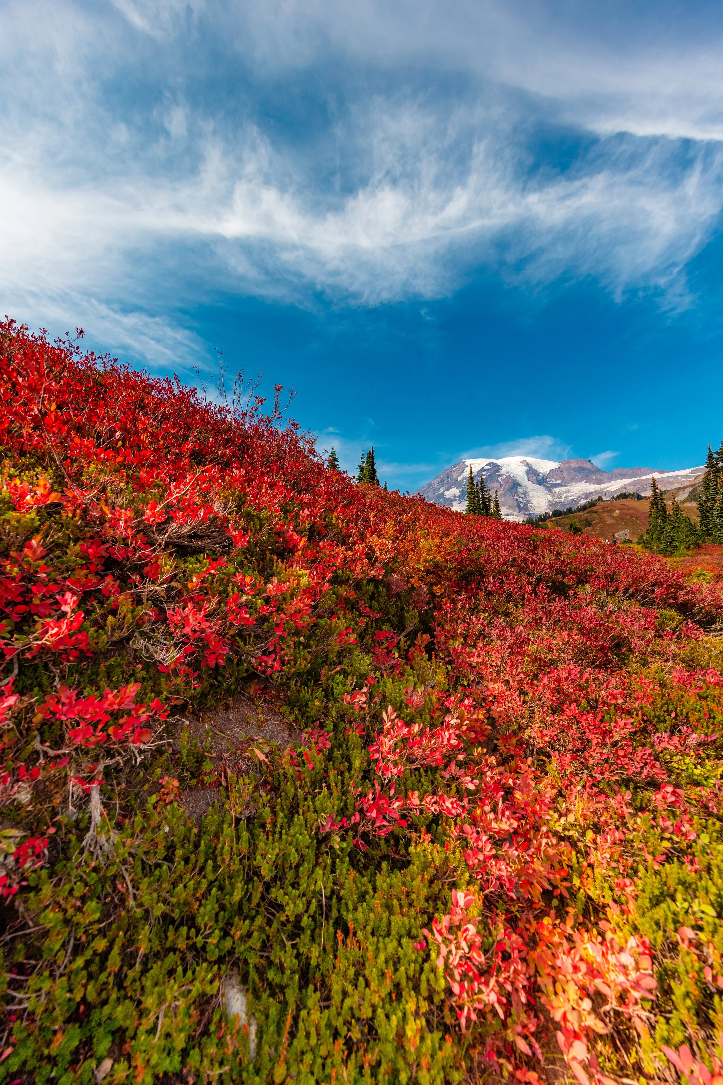 Mt. Rainier NP-32.jpg