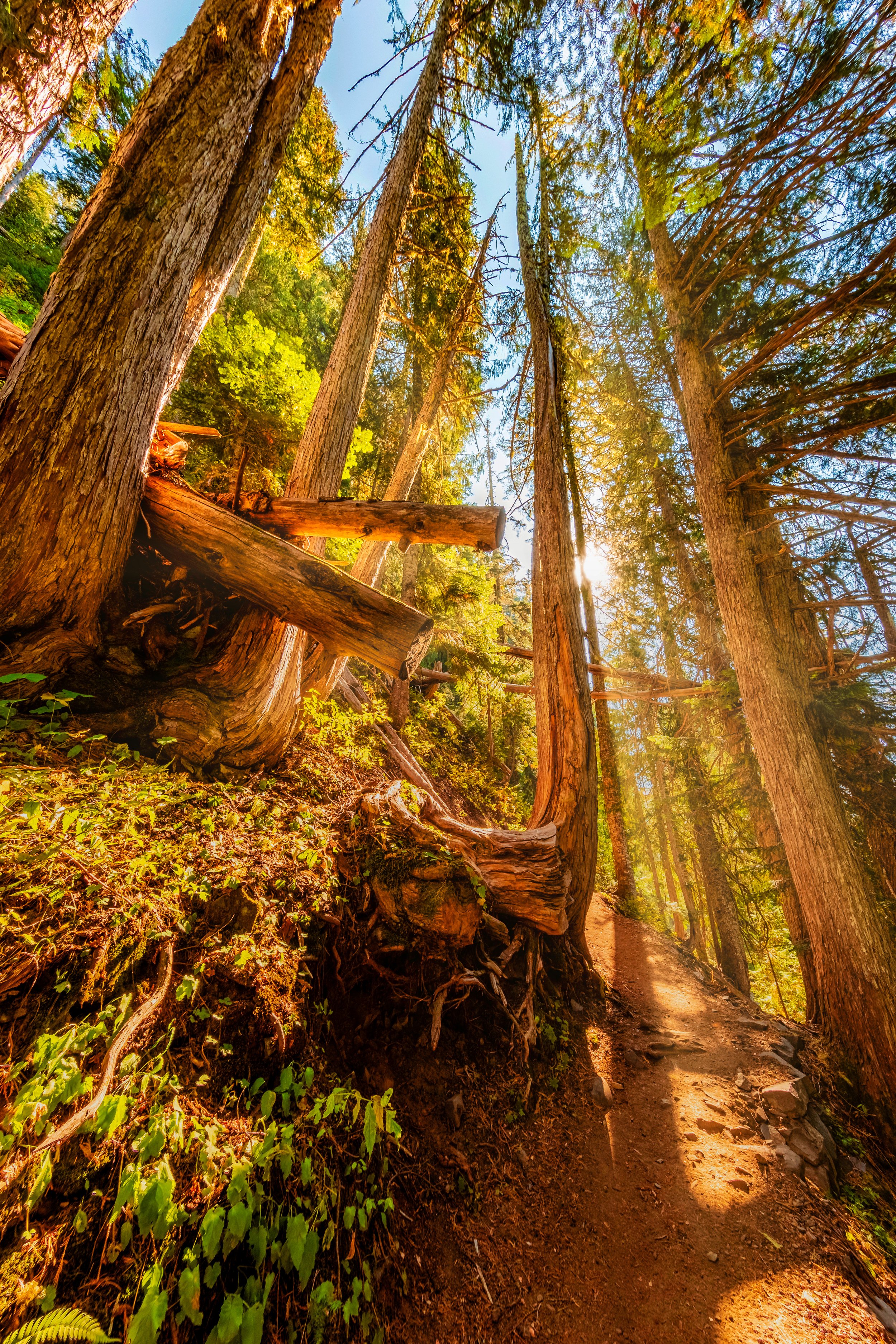 Mt. Rainier NP-39.jpg