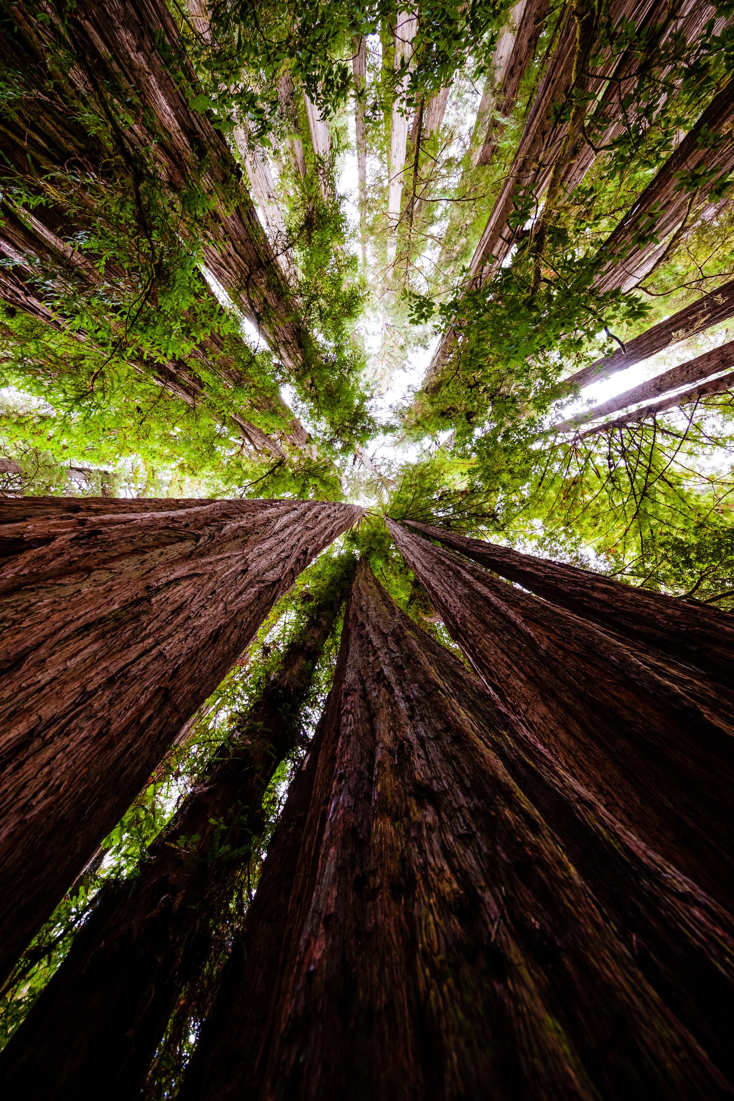 Redwoods NP-7.jpg