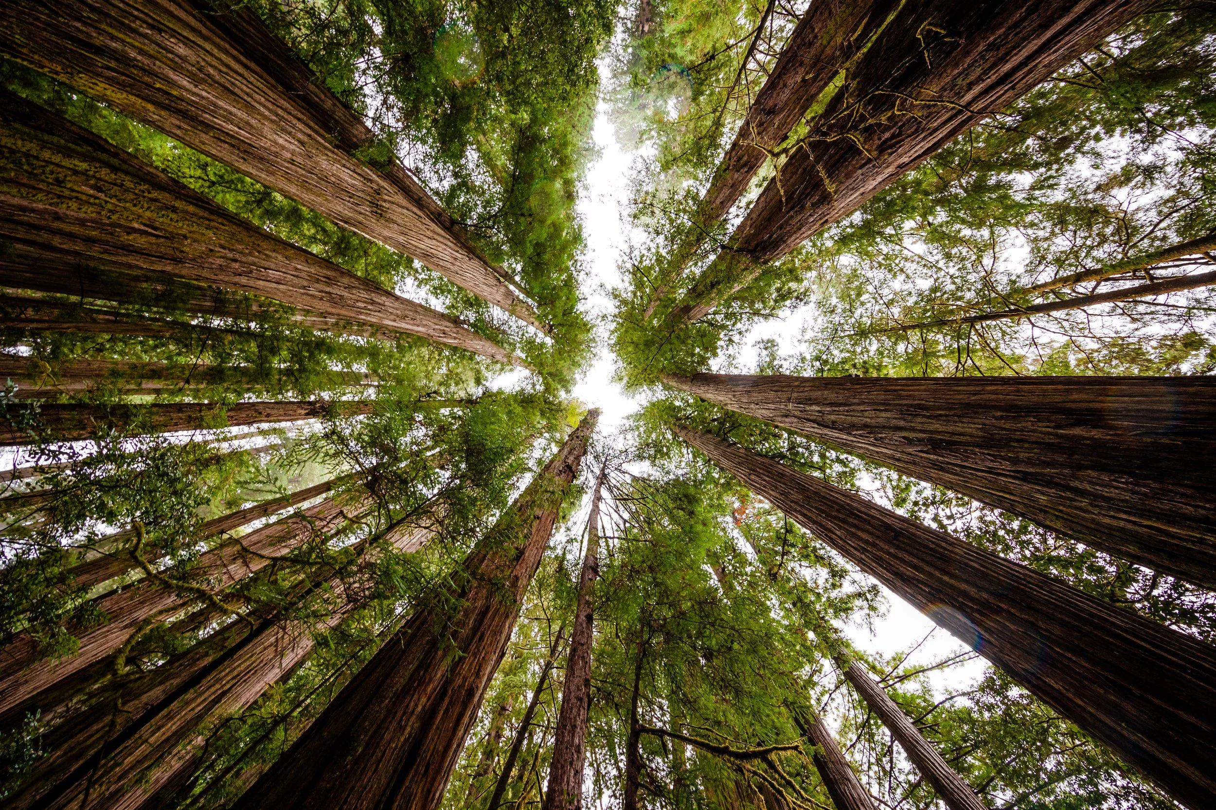 Redwoods NP-5.jpg