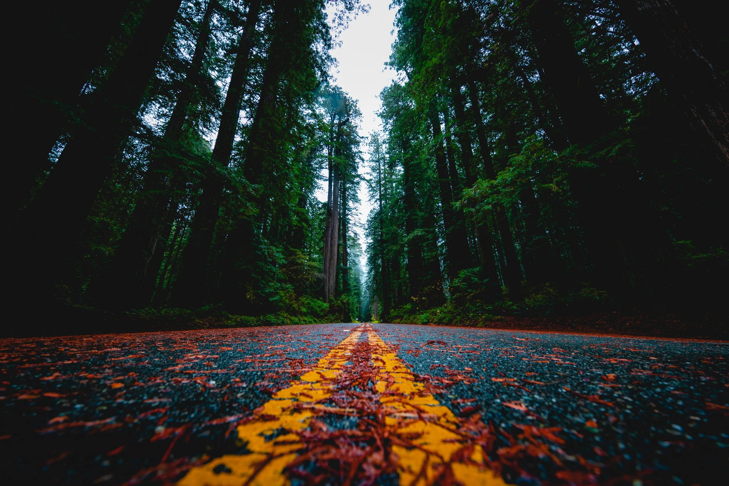 Redwoods NP-37.jpg