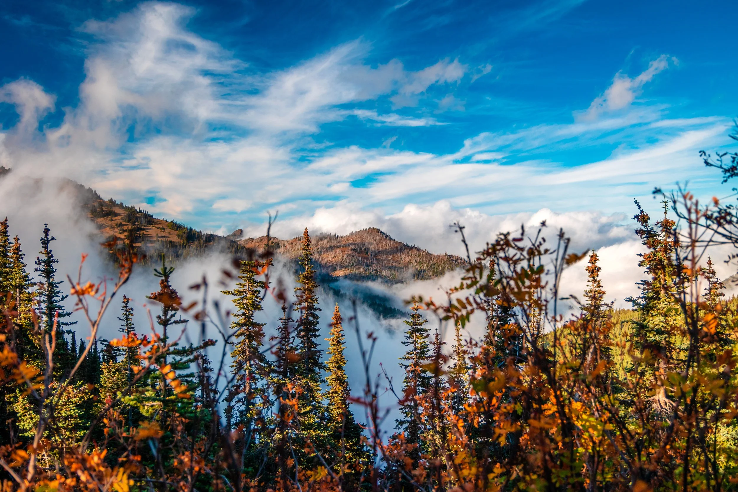 Olympic National Park-2.jpg