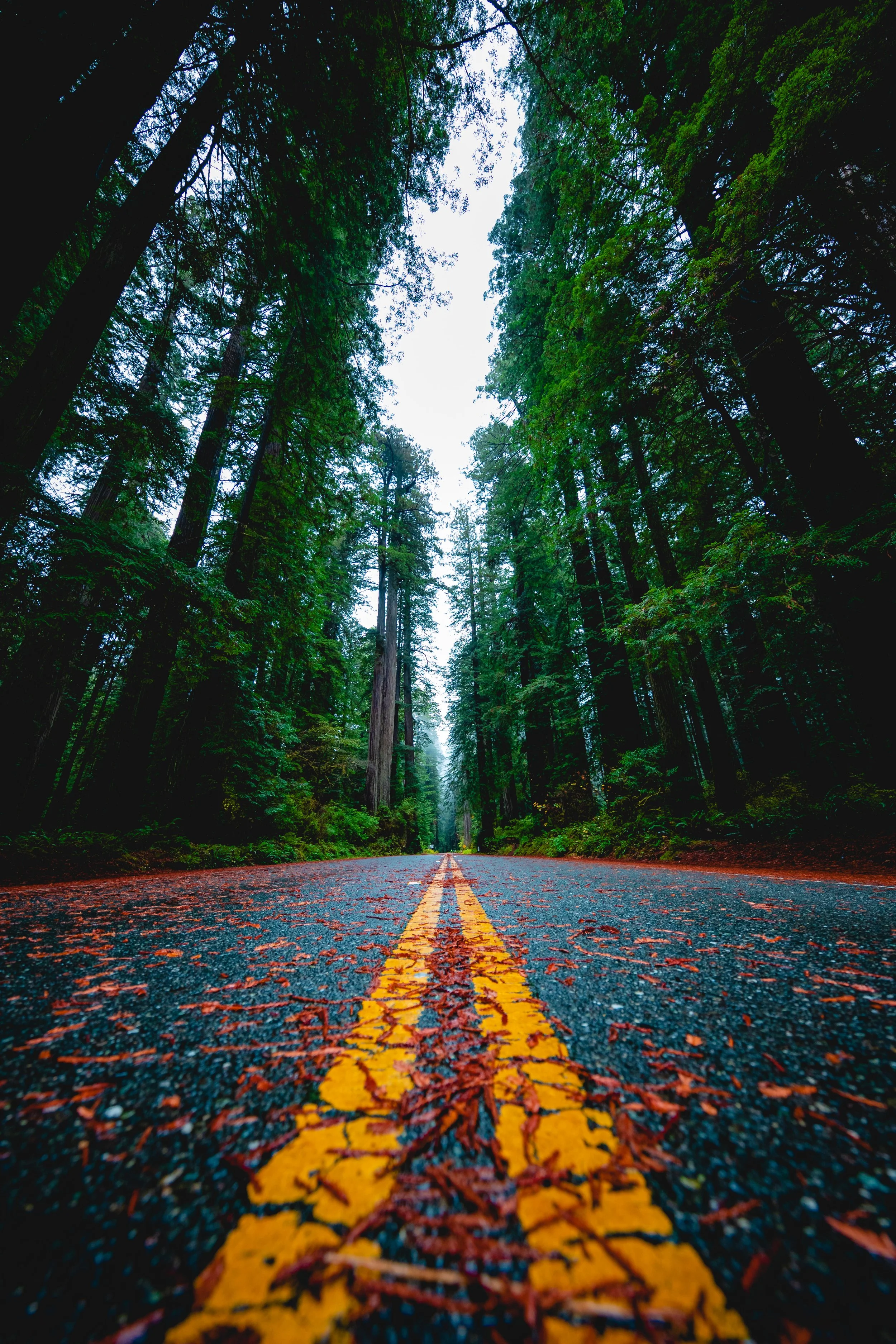 Redwoods NP-36.jpg
