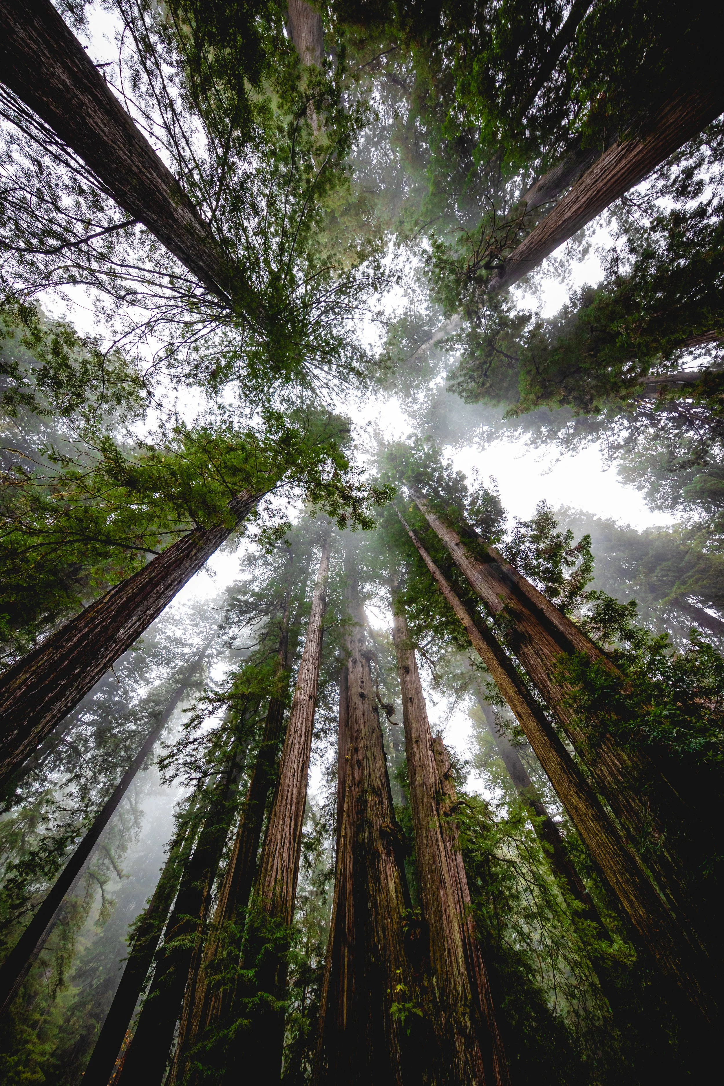 Redwoods NP-42.jpg