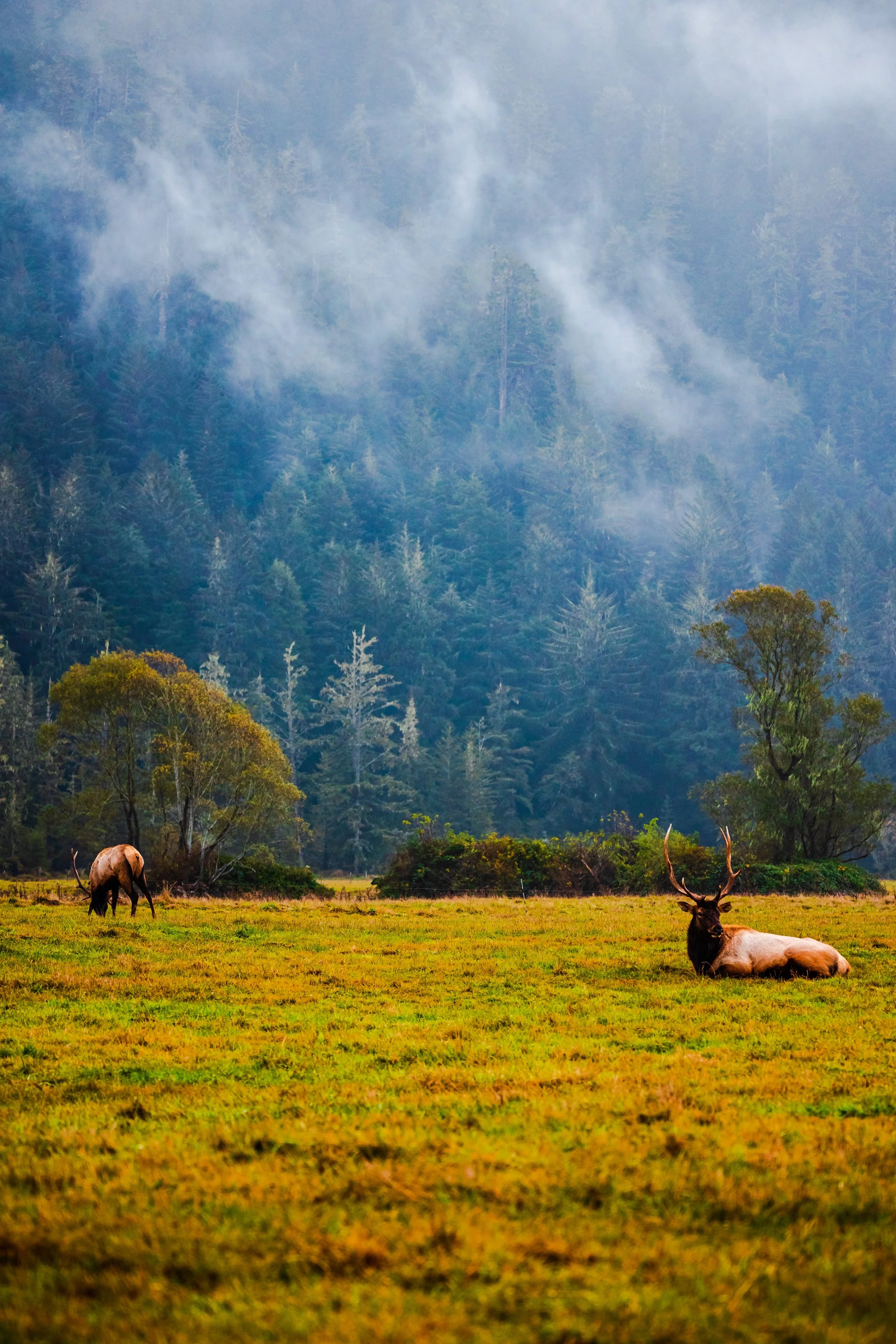 Redwoods NP-52.jpg