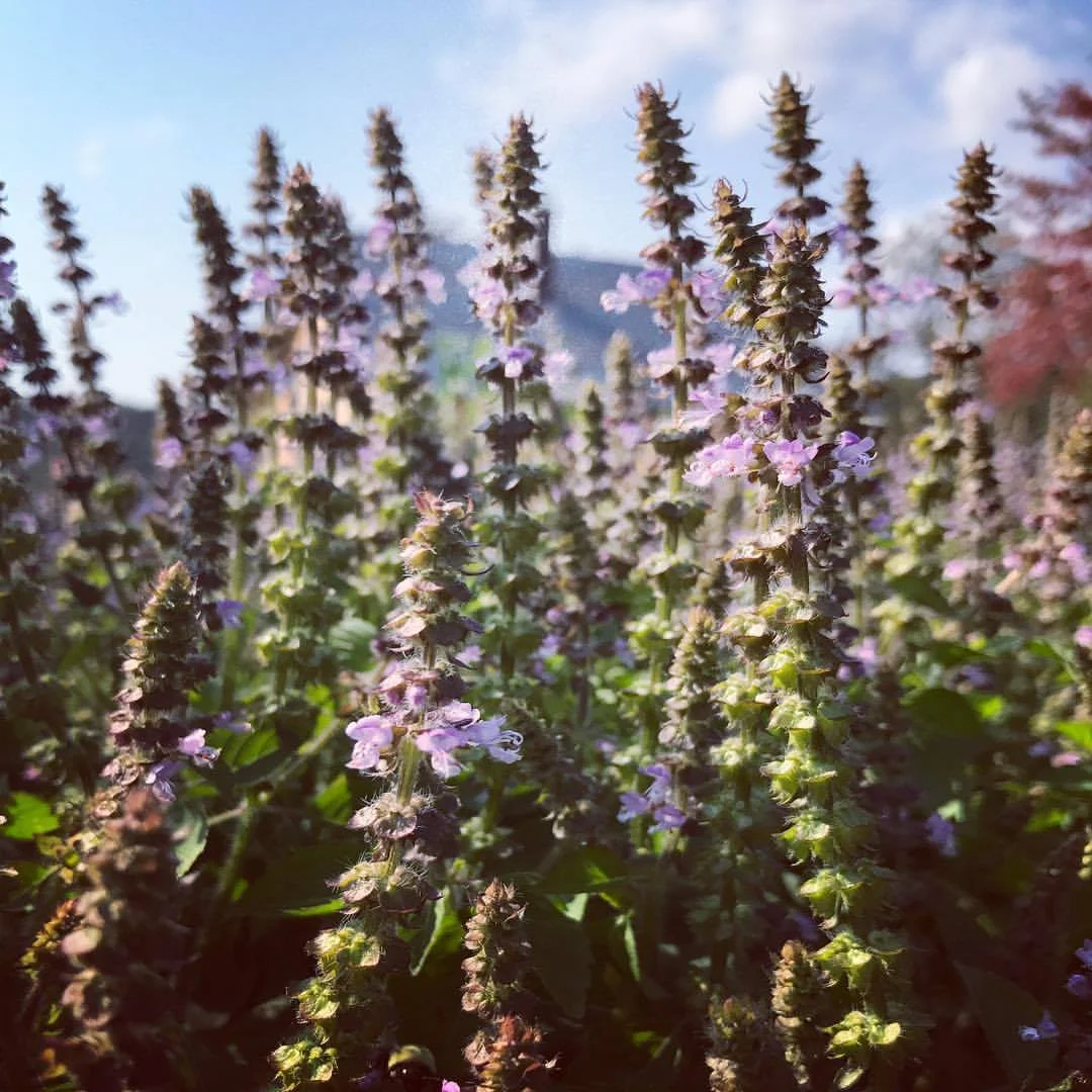 Wildcrafting, Plant Attunement + Gardens Learn from the plants first-hand: touching , smelling, tasting, and observing them as they grow, and getting our hands covered in good dirt as we learn the mysteries of root, blossom, leaf, and seed.