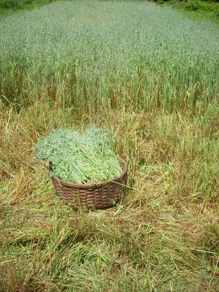 2020 Herbal CSA Share