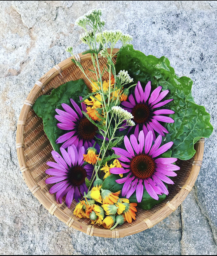 Herbal Care for Children: Live Class June 7