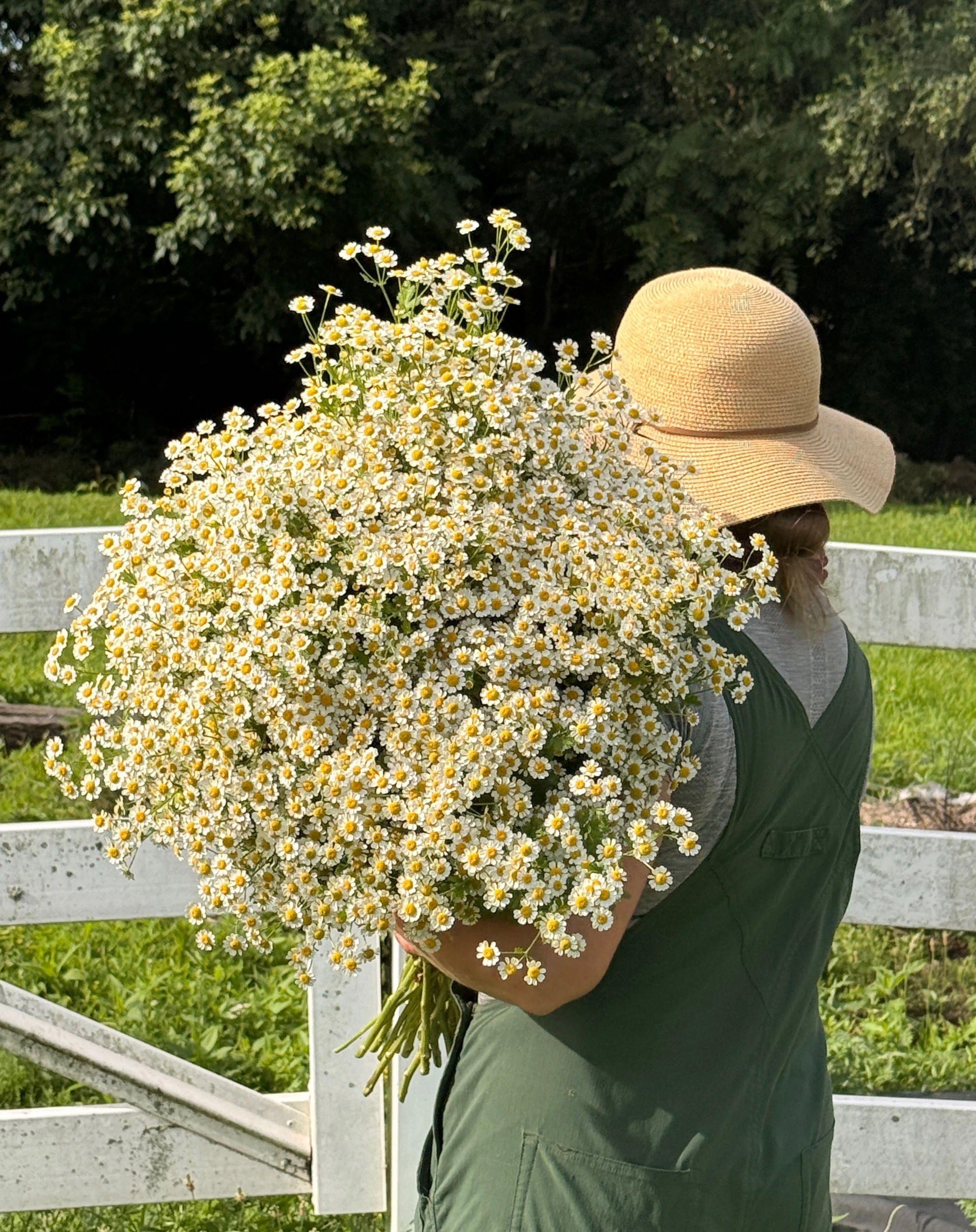 Melissa Holloway, Indianapolis flower farmer, holding an armful of locally grown feverfew.